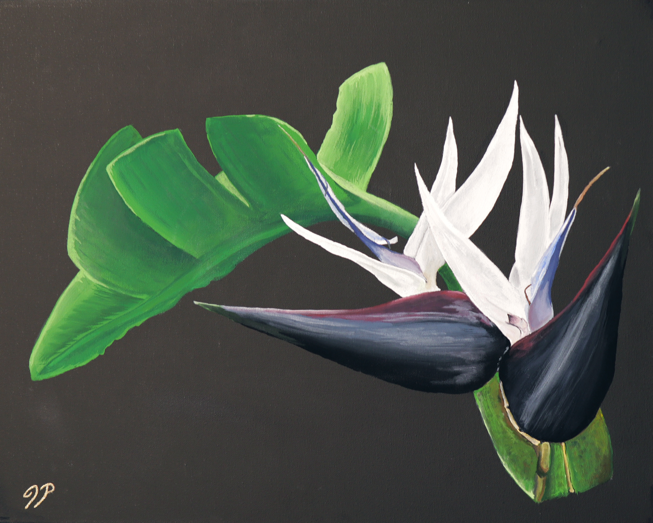 Giant White Bird of Paradise